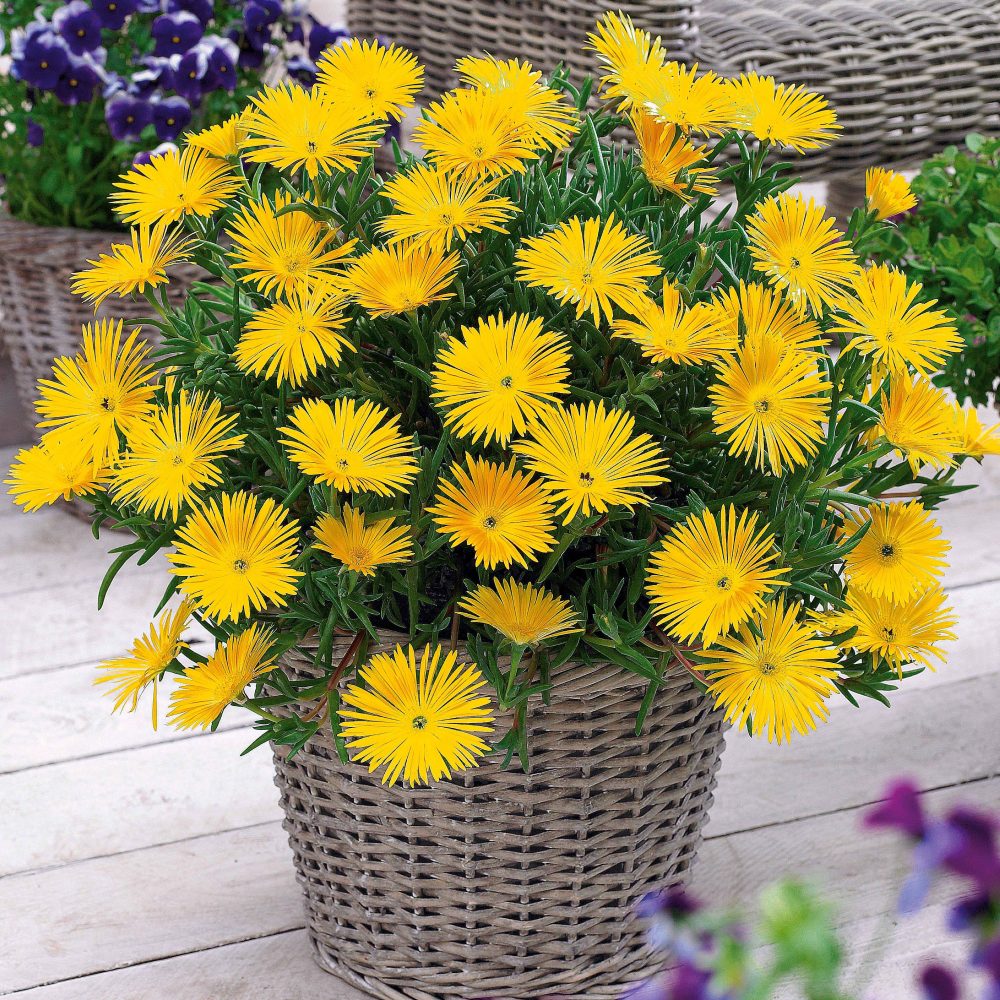 3 Ficoïdes jaunes Lampranthus aurantiacus