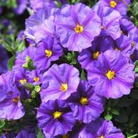 Solanum Rantonnetii bleu en pot de 3 L