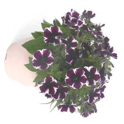 Pétunia à massifs - Le pot de 5 litres