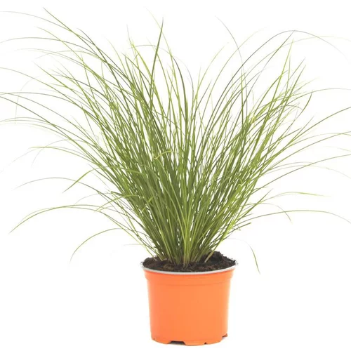 Carex Howardii 'Phoenix Green' - Le pot de 12 cm