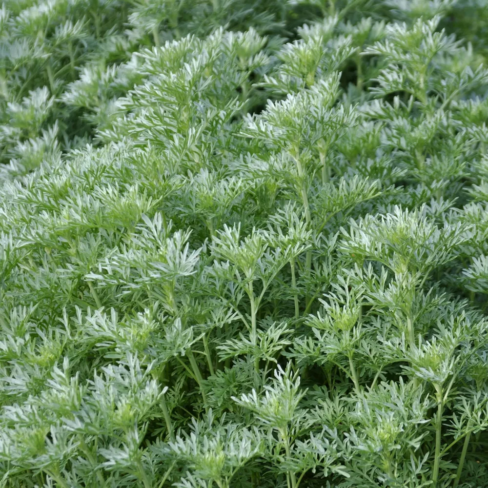 Absinthe Artemisia absinthium