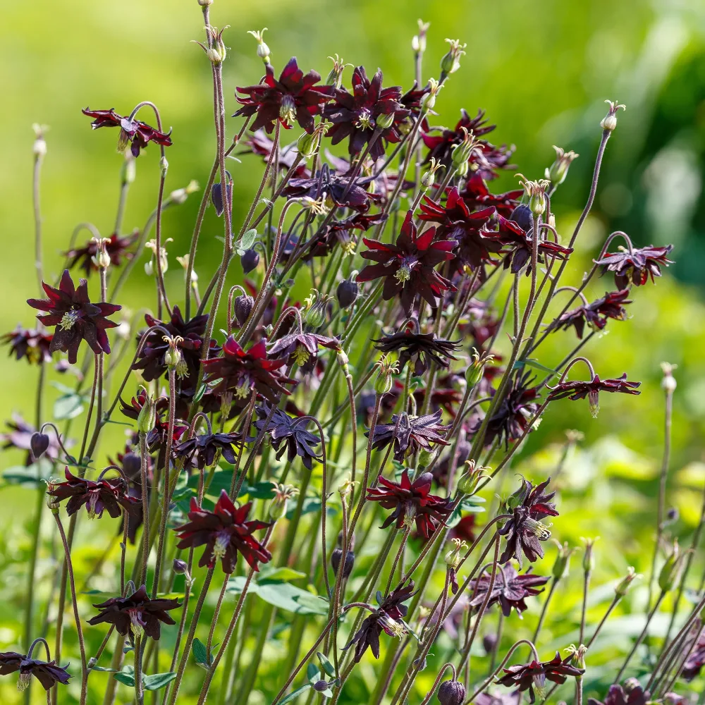 Ancolie des jardins Black Barlow Aquilegia vulgaris Black Barlow