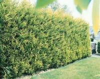 Cupressocyparis Leylandii Castelwellan en pot de 18 L