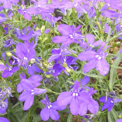 Lobelia ou lobélie - Le pot de Ø 13 cm