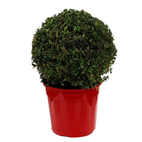 Buis Sempervirens en pot de 3 litres