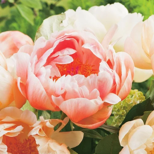 Pivoine Coral Sunset - Le pot de 2 litres
