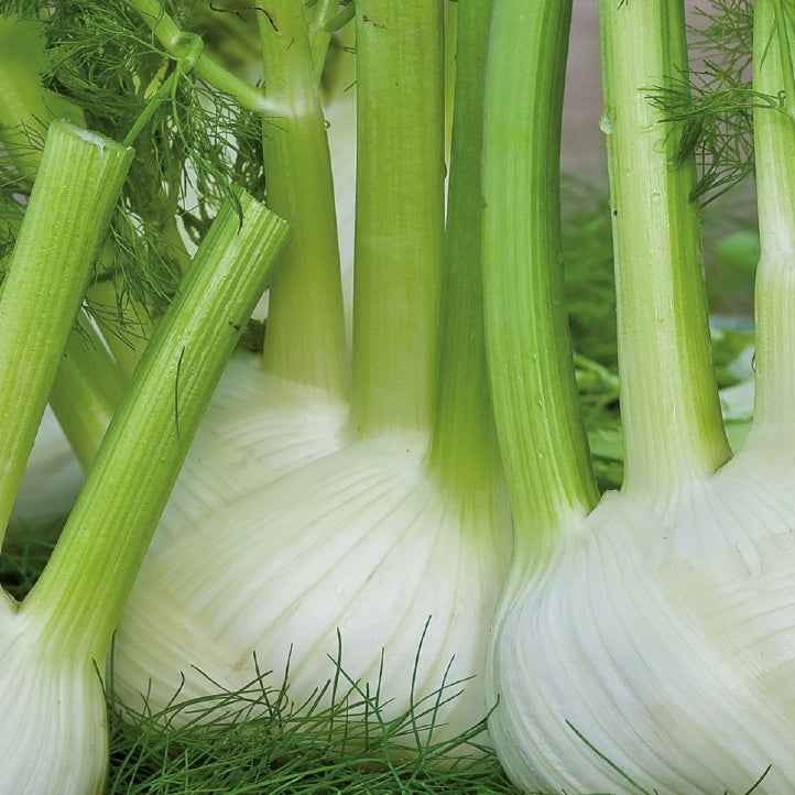 Fenouil doux Finale Bio Foeniculum vulgare miller
