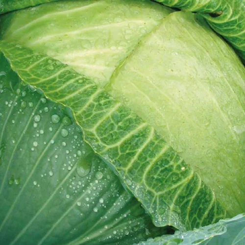Chou Brigadier Bio. La barquette de 6 plants
