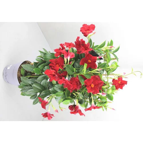 Dipladénia Fushion Osaka Espalier - Le pot de 3 litres