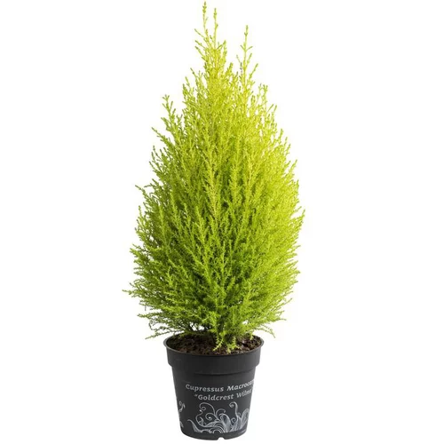 Cupressus Gold Crest - Le pot de 3 litres