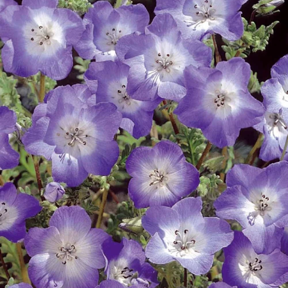 Némophile remarquable Prince Gustav's Eyes Nemophila menziesii