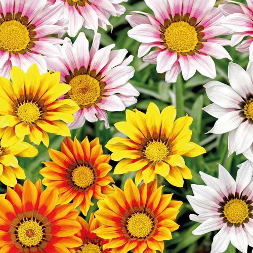 Gazanie ou Gazania à fleurs multicolores - Le pot Ø 13 cm