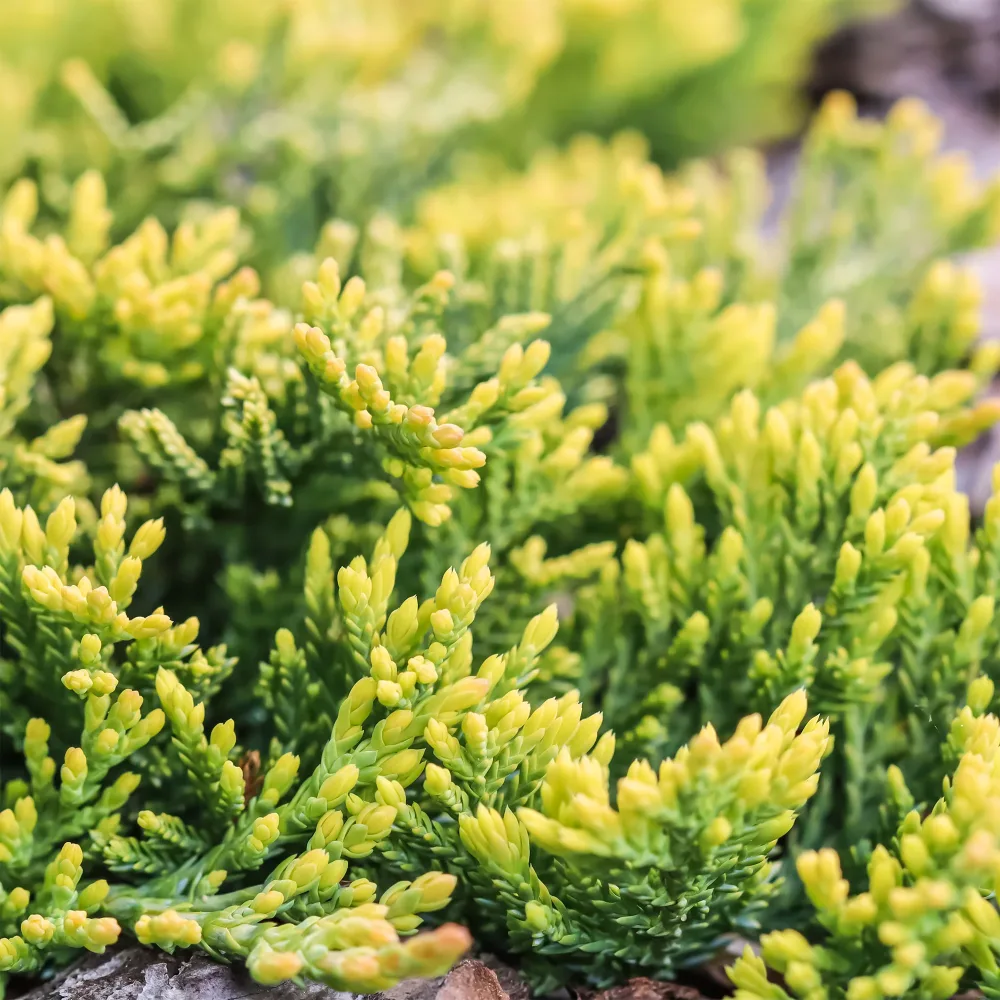 Genévrier rampant Golden Carpet Juniperus horizontalis Golden Carpet