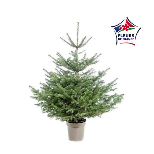 Sapin de Noël naturel en pot Nordmann botanic® - 80 à 100 cm