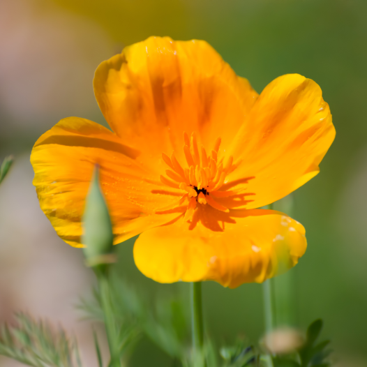 Pavot de Californie | Graines bio et reproductibles de fleurs