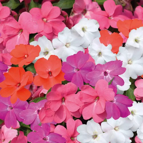 Impatiens de nouvelle guinee - La barquette de 4 plants