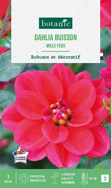 Bulbe de fleurs Dalhia buisson Mille Feux botanic® - 1 bulbe