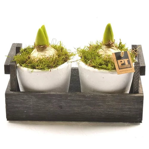 Jacinthes x 2 en pot déco. La composition de 24 cm