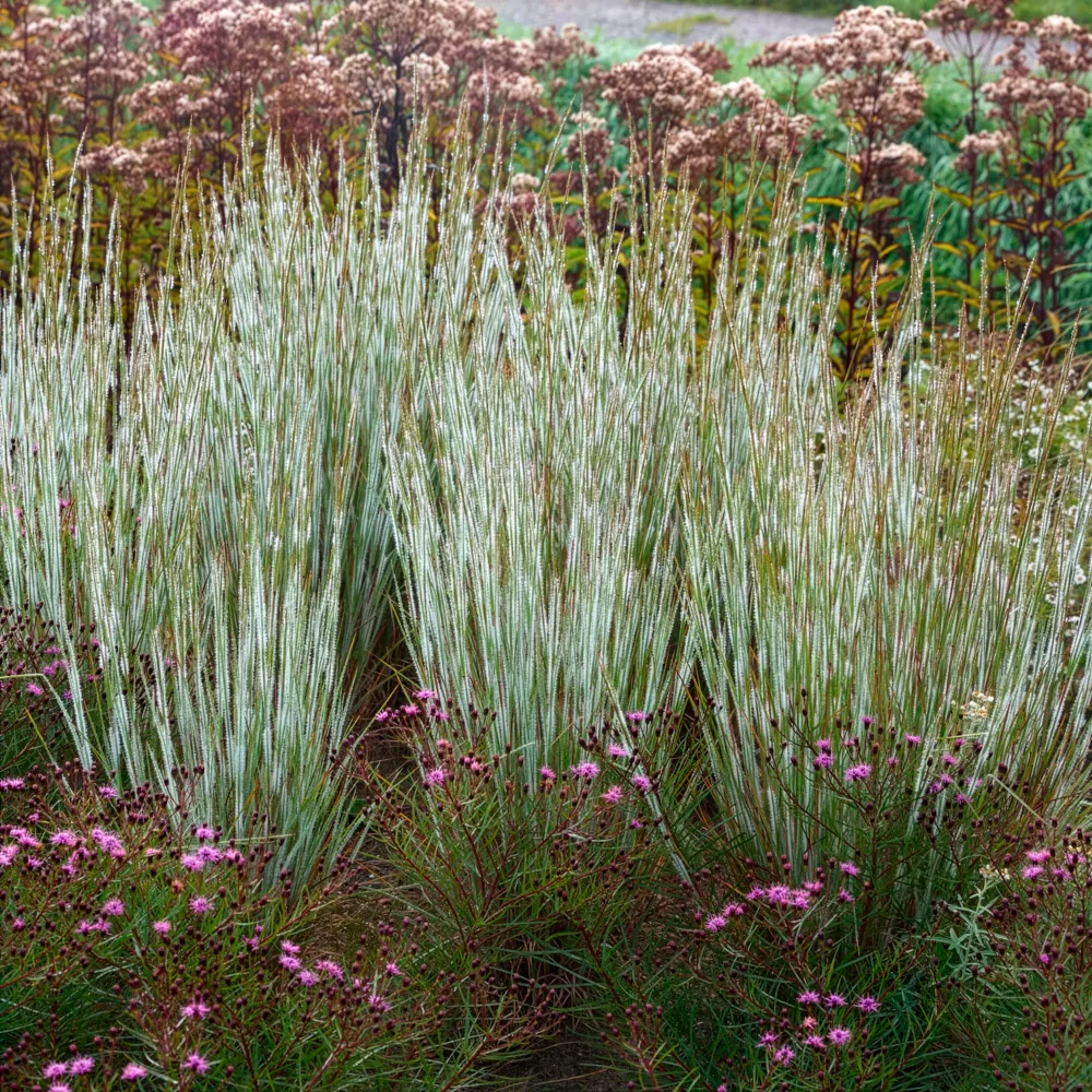 Andropogon Ha Ha Tonka Schizachyrium scoparium Ha Ha Tonka