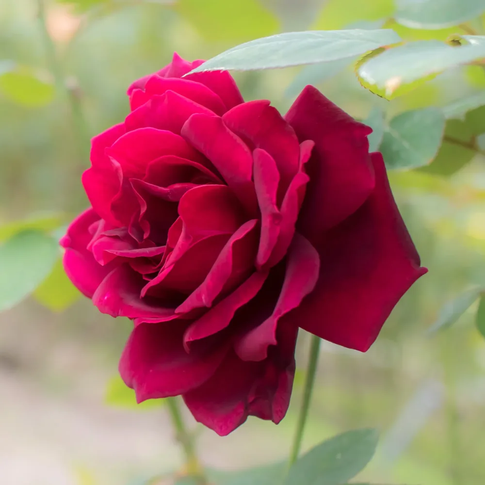 Rosier Oklahoma Rosa oklahoma