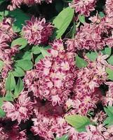 Deutzia Perle Rose. Le pot de 3 litres