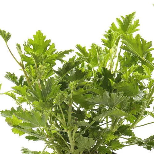 Geranium Anti Moustique - Le pot de 5 litres