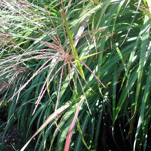 Miscanthus Sinensis - Le bac carré