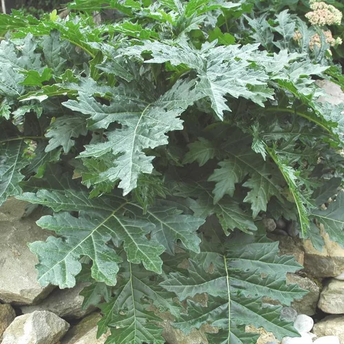 Acanthus Mollis - Le pot de 2 litres