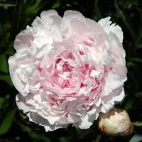 Paeonia Adolphe Rousseau - Le pot de 2 litres