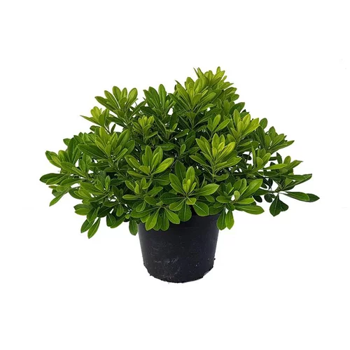 Pittosporum Tobira Nana 50/60. Le pot de 7 litres