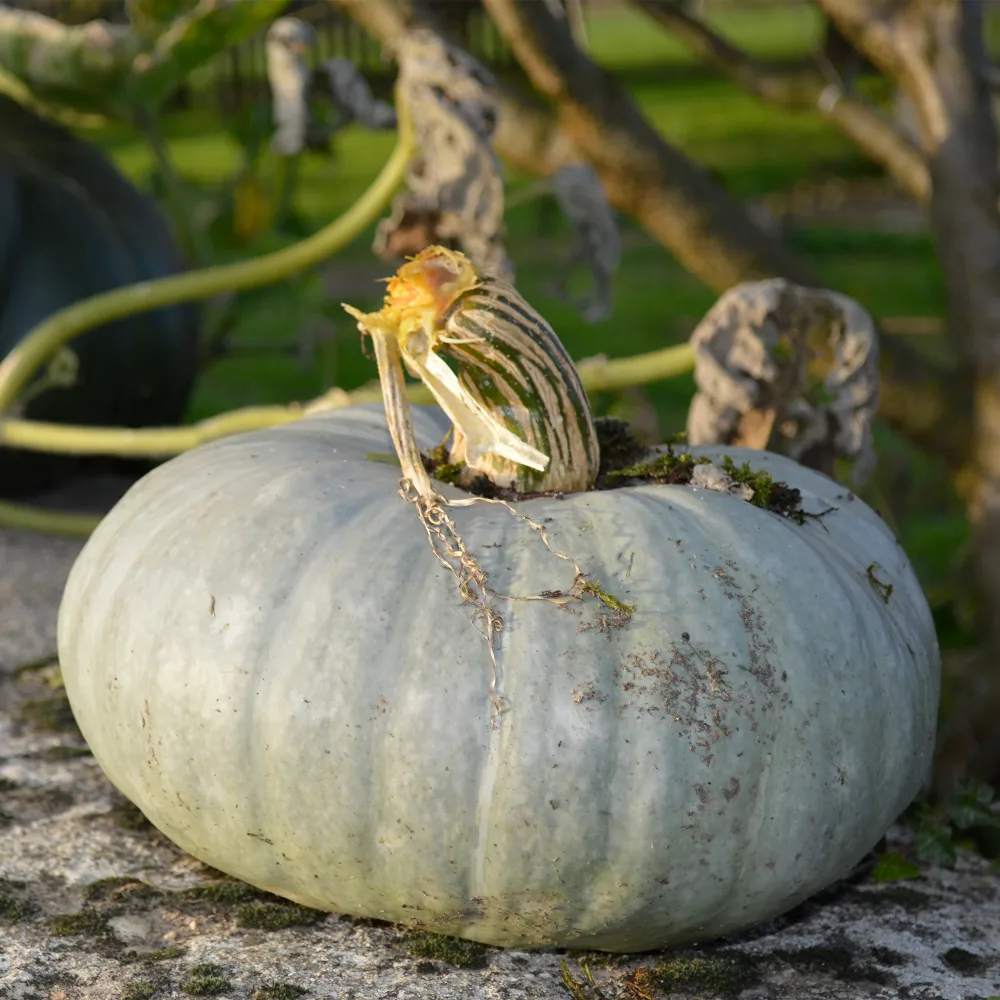 Potiron bleu de Hongrie Cucurbita maxima Bleu de Hongrie