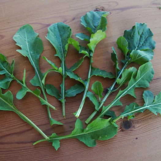 Graines de Roquette Ice Bred bio | Graines aromatiques