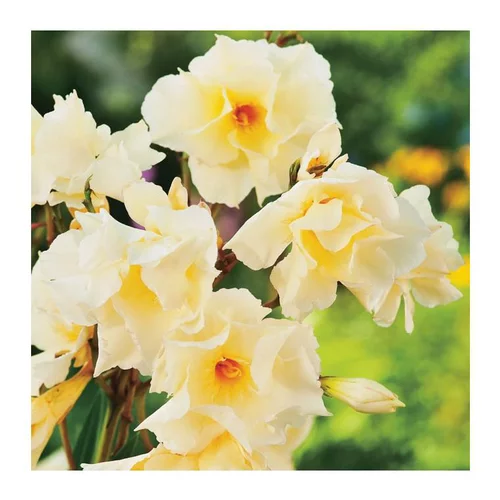 Laurier Rose Luteum Plenum. Le pot de 15 litres