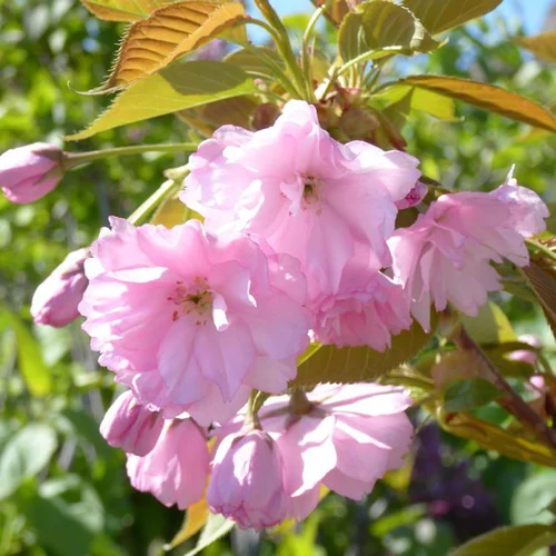 Cerisier du Japon Accolade (Prunus). Le pot de 5 litres