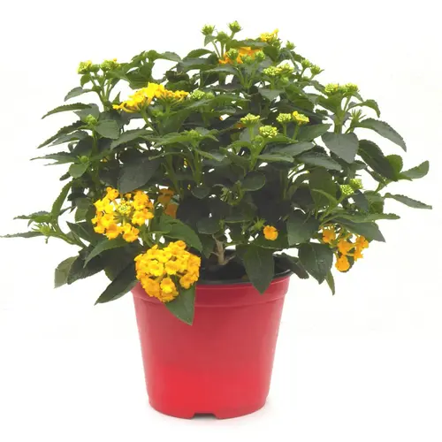 Lantana - Le pot de 1 litre