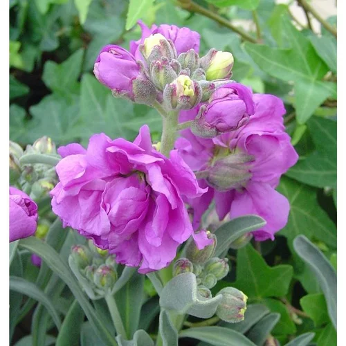 Giroflée de Nice à fleurs multicolores - Le pot de 1 litre