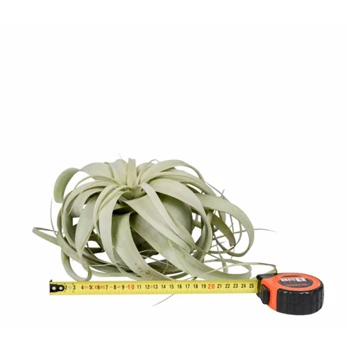 Tillandsia xerographica vert Ø 25 à 30 cm