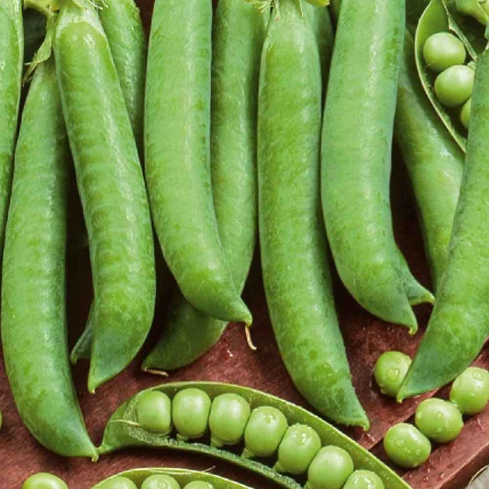 Pois à rames Mechelse Krombek Serpette Pisum sativum mechelse krombek serpette