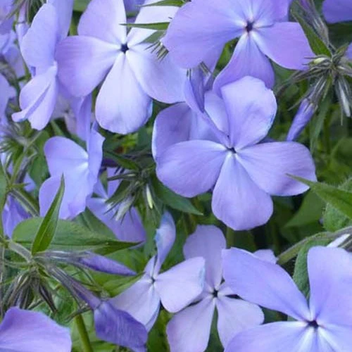 Phlox divariqué Blue Moon Phlox blue moon