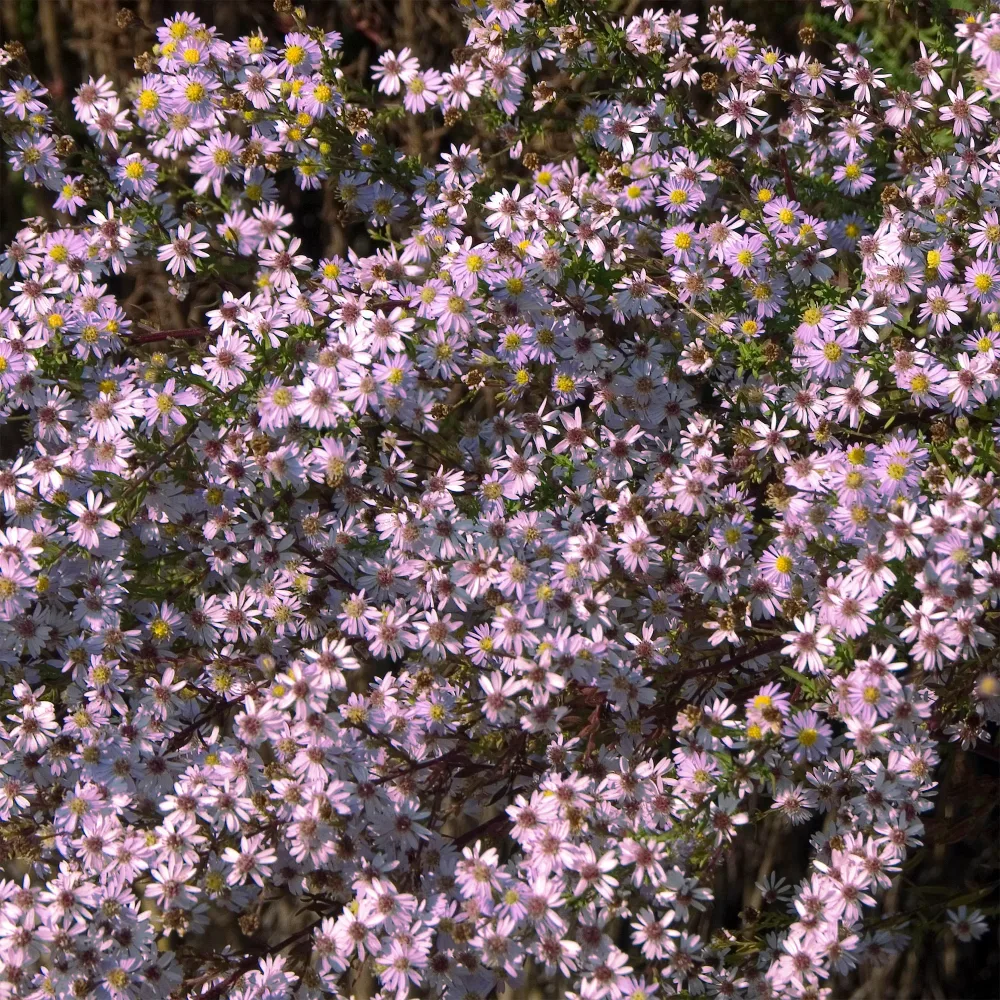 Aster Pink Star Aster ericoides Pink Star