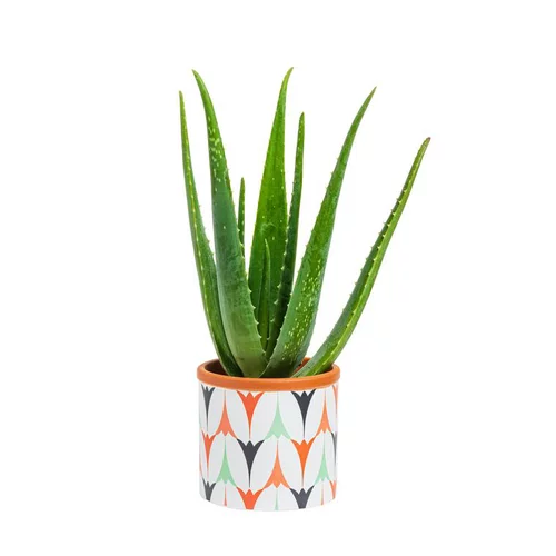 Aloe vera bio en pot céramique Ø 12 cm