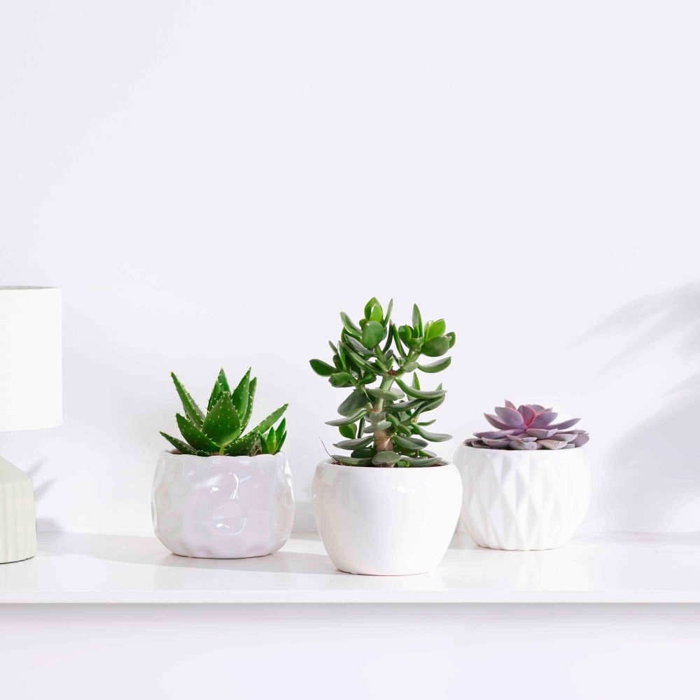 Collection de 3 succulentes - Crassula 'Minova Magic' et 2 Gasterias Aloe Perfoliata, Echeveria 'Purple Pearl', Crassula 'Minova Magic'