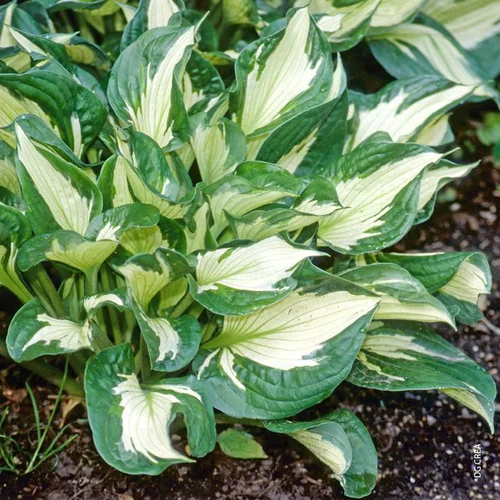Hosta 'Whirlwind' - Le pot de 2 litres