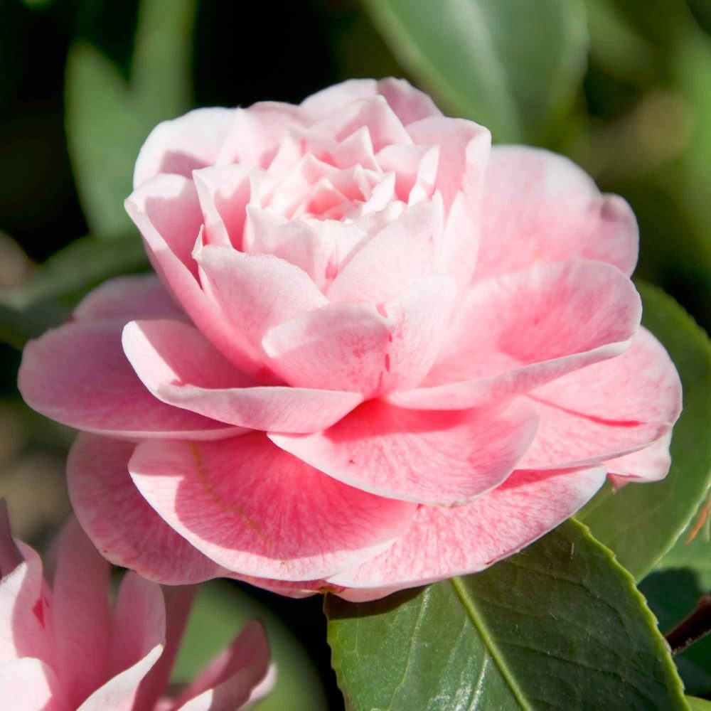 Camélia du Japon Bonomiana Camellia japonica Bonomiana
