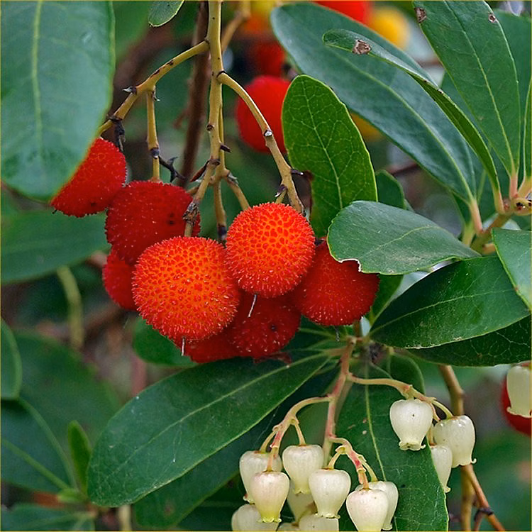 2 x Arbre à fraises – Arbutus unedo, 30-40 cm pot