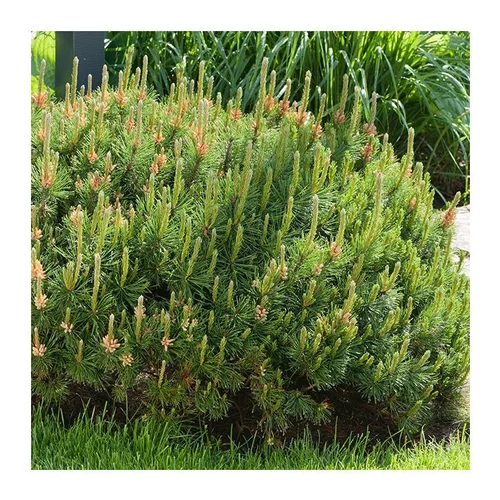 Pin Mugo Pumilio - pot 3 L