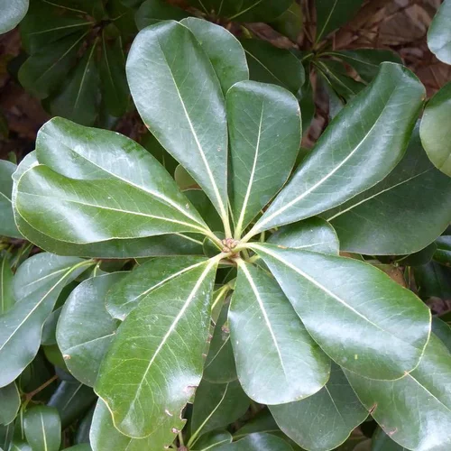 Pittosporum Tobira Nana - Le pot de 2,5 litres