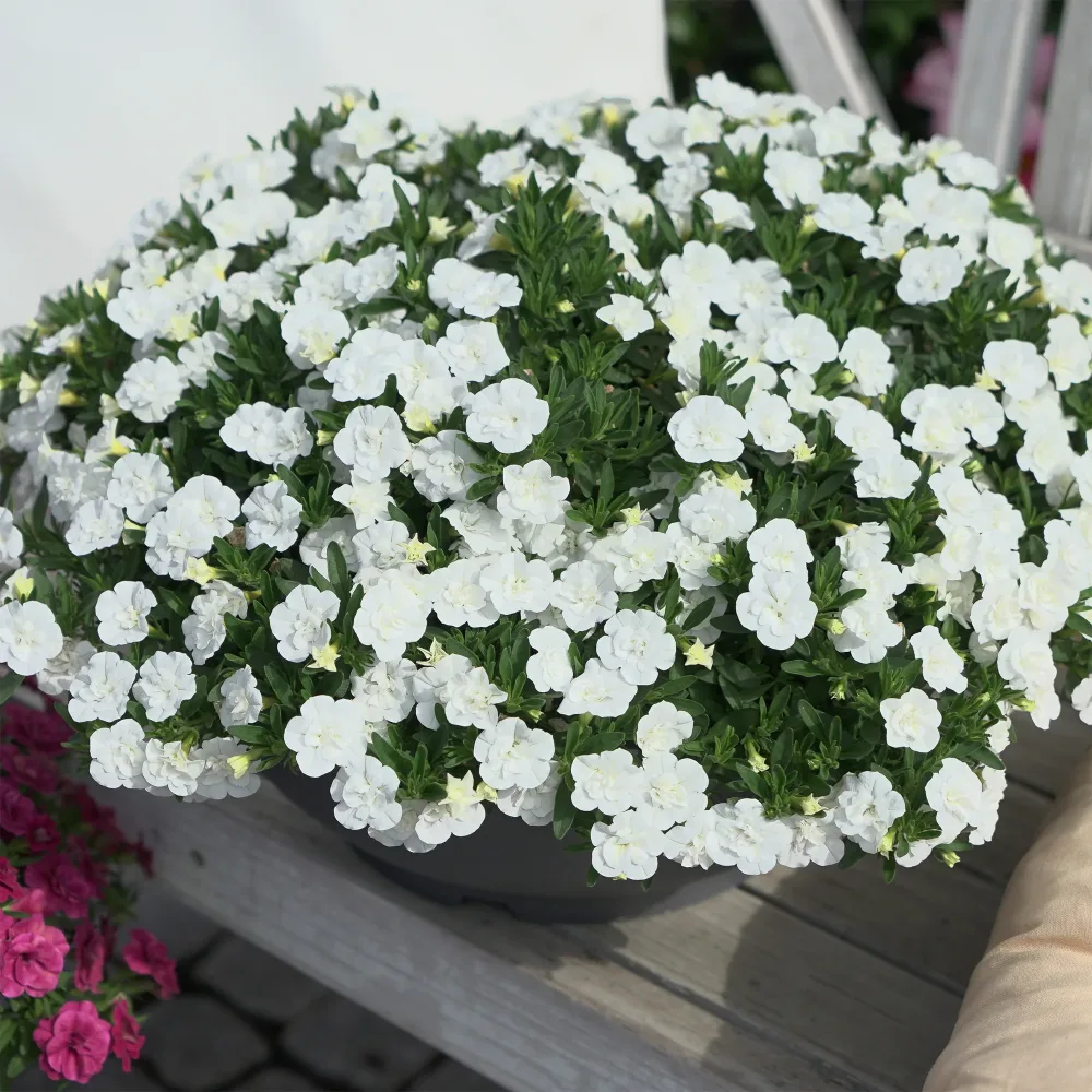 Mini-pétunia à fleurs doubles blanches Calibrachoa hybride double white