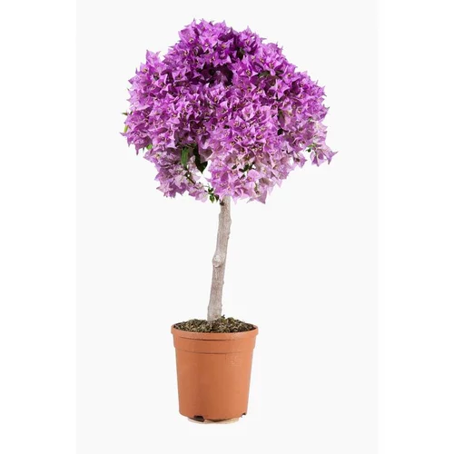 Bougainvillier Varié 1/2 tige – Pot de 3L