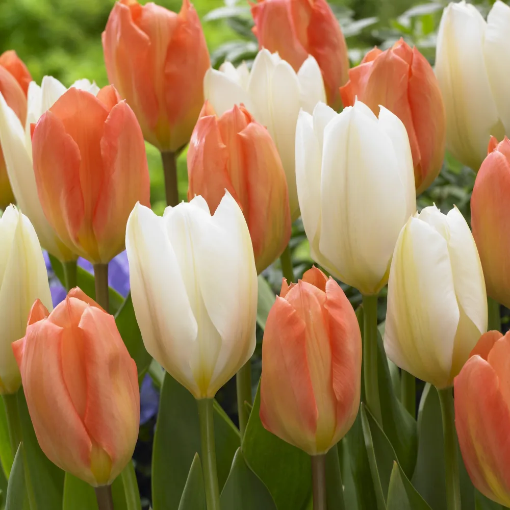 Mélange de 10 tulipes Stockholm Tulipa 'stockholm'